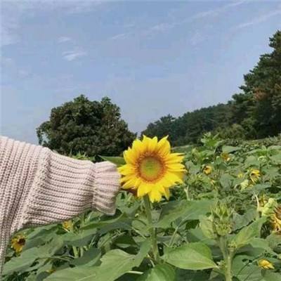 丁点装备助手app下载